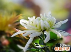 梦见父母去世是什么意思，做梦梦到父母双亡是什么预兆