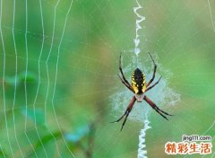 梦到蜘蛛，女人梦见被蜘蛛咬预示什么