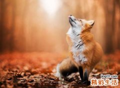 梦见自己和狐狸打斗，女人梦见狐狸代表什么