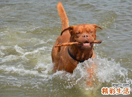 梦见狗咬自己是啥预兆，女人梦见狗好不好