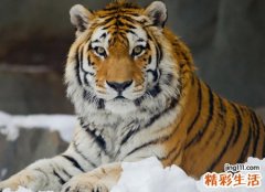 梦见老虎追追着我逃进小巷后无路可退