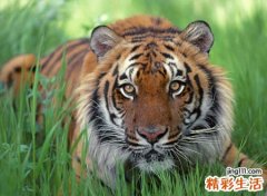 梦见老虎吃人一口吞下去好血腥