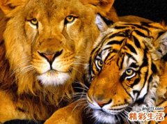 梦见老虎狮子交替出现在景阳冈上