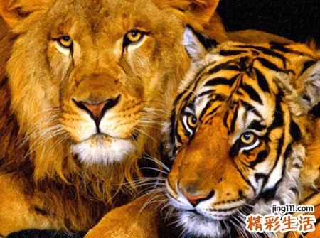 梦见老虎狮子交替出现在景阳冈上