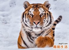 梦见老虎咬人猛扑咬到我脚了