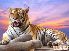 梦见一只母老虎扑过来咬我但没有咬到