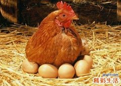 梦见亲眼看见鸡下蛋下了很多个