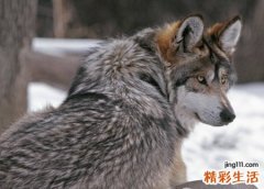 梦见狼想进门我把门关上不让它进来
