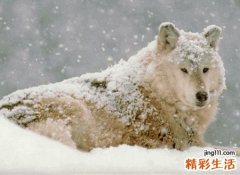 梦见狼进了家里没咬人吓死我了