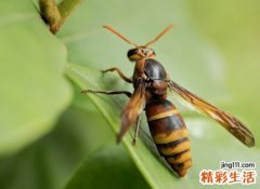 梦见自己在户外捅马蜂窝未被蛰到