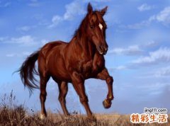 梦见一匹马对我很亲昵我还骑马闲逛