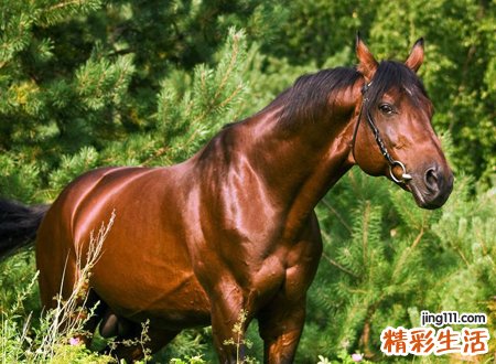 梦见马，做梦梦见马是什么意思