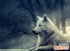 梦见狼，做梦梦见狼是什么意思