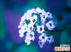 森系小清新网名，自然温暖的唯美微信昵称