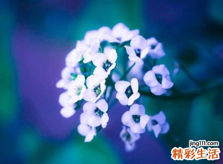 森系小清新网名，自然温暖的唯美微信昵称