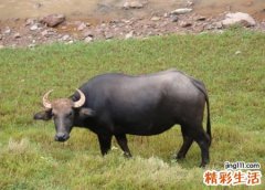 梦见牛攻击人不想干活只想吃青草