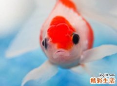 中二网名，重口味幽默恶俗的幽默网名