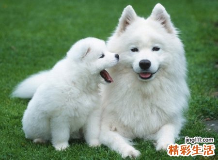 孕妇梦见狗，孕妇梦见小白狗的胎梦