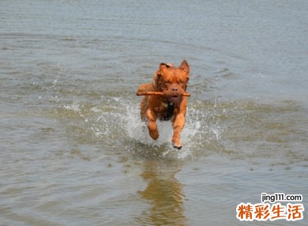 女人梦到狗是什么征兆，已婚女人梦见一条黄狗