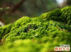 有诗意古风的5个字网名，文艺范的五字唯美名字