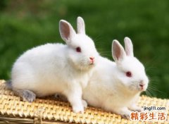 梦见兔子，做梦梦见好多兔子什么预兆