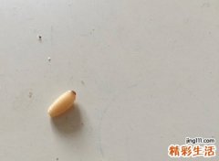 梦见白色蠕动的虫子，女人梦到蛆虫什么预兆
