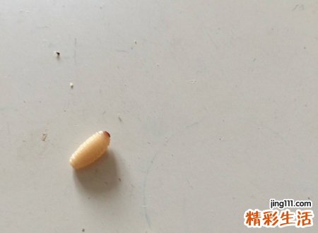 梦见白色蠕动的虫子，女人梦到蛆虫什么预兆