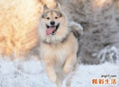 已婚女人梦见两只狼，女人梦见狼是什么意思
