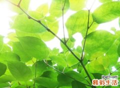 2个字的网名有诗意古风，简单经典的两字微信名字