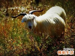 梦见自己杀了一只羊送给丈母娘家