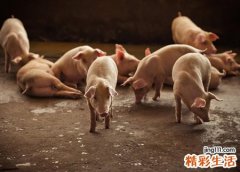 梦见在猪圈里捡钱有成捆的百元大钞