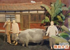 梦见要杀黑色大肥猪送给岳母家当彩礼