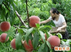梦见摘桃子，做梦梦见摘桃子是什么意思