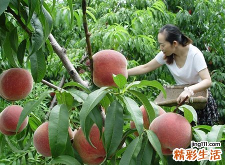 梦见摘桃子，做梦梦见摘桃子是什么意思