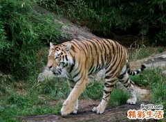 梦见老虎追我，女人梦见老虎是好是坏