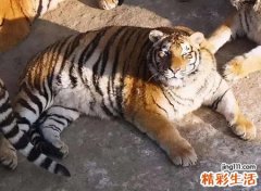梦见老虎旺三年，做梦梦见和老虎亲密接触