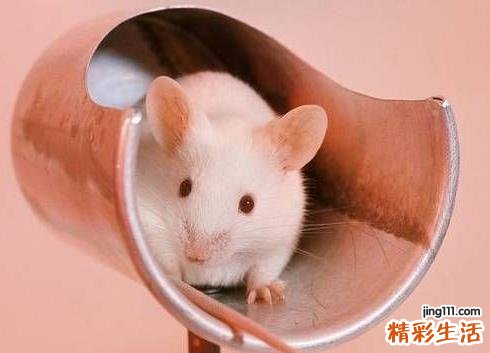 2023生肖鼠犯太岁如何化解 2023躲太岁怎么躲