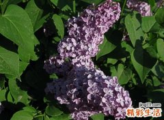 有诗意很淡定的微信名字，淡雅古风的微信唯美网名