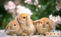 2023生肖兔犯太岁如何化解 2023年兔本命年的大忌