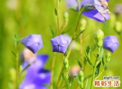 梦见含苞欲放的花骨朵，女性梦见花是什么预兆