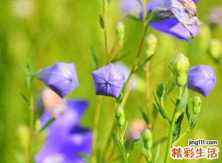 梦见含苞欲放的花骨朵，女性梦见花是什么预兆
