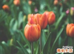 意境唯美的文艺昵称，有诗意的古风微信名字