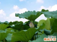 唯美小清新的微信名字，品味人生的高段位高级网名