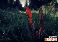 心里拔凉的伤感微信名字，有些心痛略显颓废的独特网名