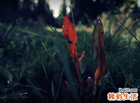 心里拔凉的伤感微信名字，有些心痛略显颓废的独特网名