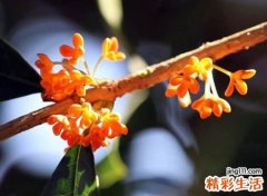 好听有个性的时尚抖音名字，2021抖音涨粉有号召力的网名