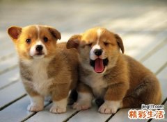 梦见小狗，女人做梦梦到小狗崽