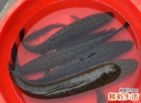 孕妇梦见鱼，孕妇梦见大黑鱼是胎梦吗