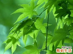 吸引人关注的快手昵称，快手涨粉较快的独特网名