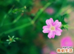 抖音上火得不要不要的昵称值得使用